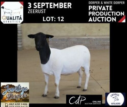 LOT 12 1X DORPER STUD OOI/EWE JOWILIZE DORPERS / ELIZE VISSER
