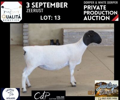 LOT 13 1X DORPER T5 OOI/EWE JOWILIZE DORPERS / ELIZE VISSER