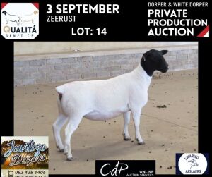 LOT 14 1X DORPER STUD OOI/EWE JOWILIZE DORPERS / ELIZE VISSER