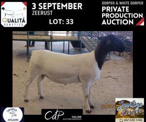 LOT 33 1X DORPER T5 OOI/EWE JOWILIZE DORPERS / ELIZE VISSER