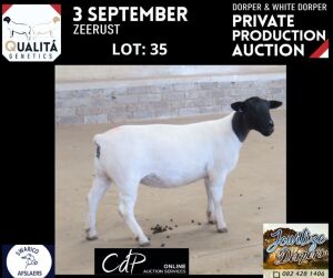 LOT 35 1X DORPER T5 OOI/EWE JOWILIZE DORPERS / ELIZE VISSER