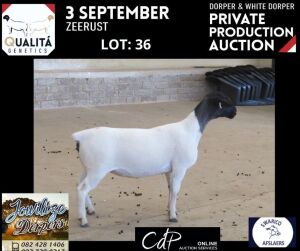 LOT 36 1X DORPER STUD OOI/EWE JOWILIZE DORPERS / ELIZE VISSER