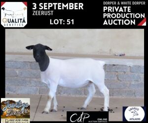 LOT 51 1X DORPER T5 OOI/EWE JOWILIZE DORPERS / ELIZE VISSER