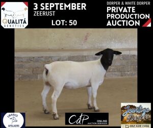 LOT 50 1X DORPER T5 OOI/EWE JOWILIZE DORPERS / ELIZE VISSER