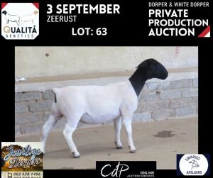 LOT 63 1X DORPER T5 OOI/EWE JOWILIZE DORPERS / ELIZE VISSER