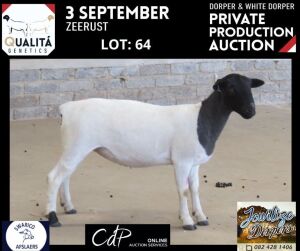 LOT 64 1X DORPER STUD OOI/EWE JOWILIZE DORPERS / ELIZE VISSER