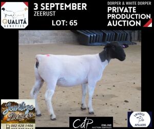 LOT 65 1X DORPER STUD OOI/EWE JOWILIZE DORPERS / ELIZE VISSER