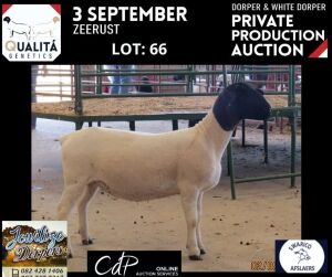 LOT 66 2X DORPER STUD OOI/EWE JOWILIZE DORPERS / ELIZE VISSER