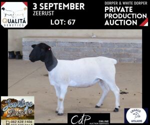 LOT 67 2X DORPER FLOCK OOI/EWE JOWILIZE DORPERS / ELIZE VISSER