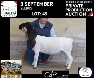 LOT 49 1X DORPER STUD OOI/EWE JOWILIZE DORPERS / ELIZE VISSER