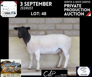 LOT 48 1X DORPER STUD OOI/EWE JOWILIZE DORPERS / ELIZE VISSER