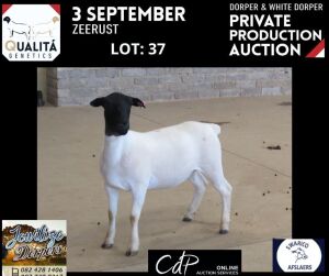 LOT 37 2X DORPER FLOCK OOI/EWE JOWILIZE DORPERS / ELIZE VISSER