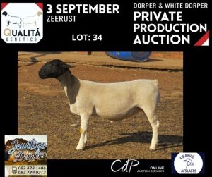 LOT 34 1X DORPER T5 OOI/EWE JOWILIZE DORPERS / ELIZE VISSER