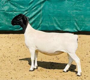 LOT 19 1X DORPER STUD OOI/EWE KOWIE DE WITT DORPERS