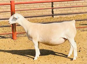 LOT 21 1X WHITE DORPER FLOCK OOI/EWE KOWIE DE WITT DORPERS