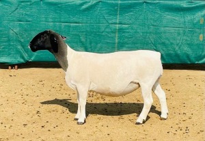 LOT 16 1X DORPER STUD OOI/EWE KOWIE DE WITT DORPERS