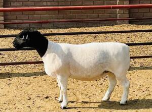 LOT 18 1X DORPER FLOCK OOI/EWE KOWIE DE WITT DORPERS