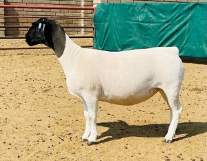 LOT 20 1X DORPER T5 OOI/EWE KOWIE DE WITT DORPERS