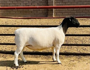 LOT 17 1X DORPER T5 OOI/EWE KOWIE DE WITT DORPERS