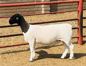 LOT 42 1X DORPER T5 OOI/EWE KOWIE DE WITT DORPERS