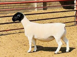 LOT 41 1X DORPER T5 OOI/EWE KOWIE DE WITT DORPERS