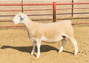 LOT 22 1X WHITE DORPER T5 OOI/EWE KOWIE DE WITT DORPERS