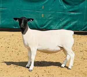 LOT 44 1X DORPER STUD OOI/EWE KOWIE DE WITT DORPERS