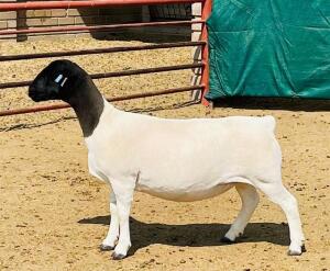 LOT 43 1X DORPER T5 OOI/EWE KOWIE DE WITT DORPERS