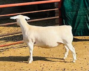 LOT 46 1X WHITE DORPER T5 OOI/EWE KOWIE DE WITT DORPERS