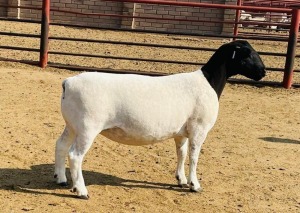 LOT 45 1X DORPER FLOCK OOI/EWE KOWIE DE WITT DORPERS