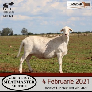 LOT 121 3X MEATMASTER OOIE/EWE DIDYMUS MEATMASTERS(PER STUK OM LOT TE NEEM/PER PIECE TO TAKE THE LOT)