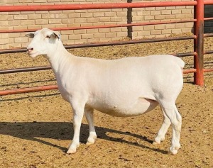 LOT 47 1X WHITE DORPER T5 OOI/EWE KOWIE DE WITT DORPERS