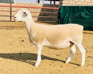 LOT 48 1X WHITE DORPER STUD OOI/EWE KOWIE DE WITT DORPERS