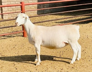 LOT 23 1X WHITE DORPER FLOCK OOI/EWE KOWIE DE WITT DORPERS