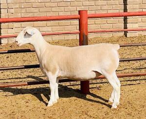 LOT 24 1X WHITE DORPER FLOCK OOI/EWE KOWIE DE WITT DORPERS