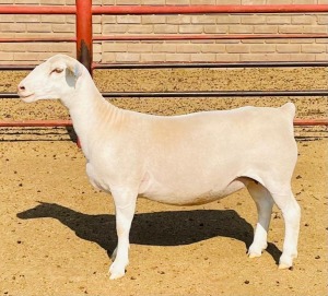 LOT 25 1X WHITE DORPER FLOCK OOI/EWE KOWIE DE WITT DORPERS