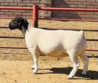 LOT 14 1X DORPER T5 RAM KOWIE DE WITT DORPERS