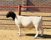 LOT 14 1X DORPER T5 RAM KOWIE DE WITT DORPERS - 3