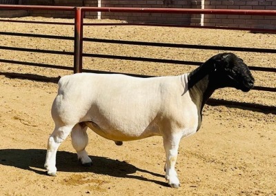 LOT 13 1X DORPER T5 RAM KOWIE DE WITT DORPERS