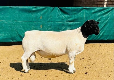 LOT 15 1X DORPER T5 RAM ST Maxx KOWIE DE WITT DORPERS