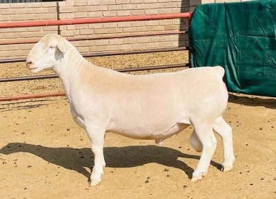 LOT 16 1X WHITE DORPER T5 RAM Chiron KOWIE DE WITT DORPERS