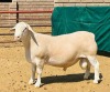 LOT 17 1X WHITE DORPER FLOCK RAM KOWIE DE WITT DORPERS