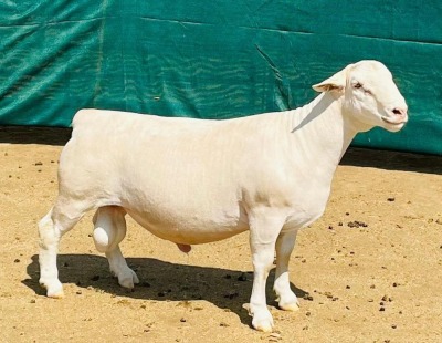 LOT 18 1X WHITE DORPER STUD RAM KOWIE DE WITT DORPERS