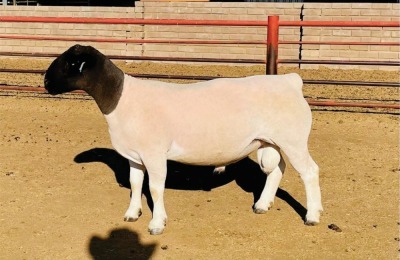 LOT 31 1X DORPER STUD RAM KOWIE DE WITT DORPERS