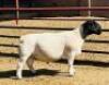 LOT 33 WITHDRAW - 1X DORPER RAM KOWIE DE WITT DORPERS