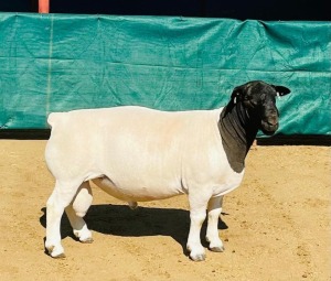 LOT 12 1X DORPER STUD RAM KOWIE DE WITT DORPERS