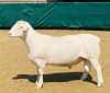 LOT 34 1X WHITE DORPER STUD RAM KOWIE DE WITT DORPERS