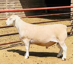 LOT 35 WITHDRAW - 1X WHITE DORPER RAM KOWIE DE WITT DORPERS