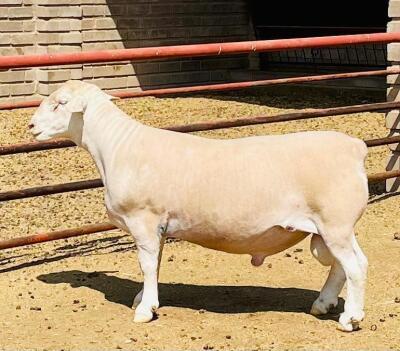 LOT 35 WITHDRAW - 1X WHITE DORPER RAM KOWIE DE WITT DORPERS