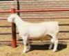 LOT 36 1X WHITE DORPER T5 RAM KOWIE DE WITT DORPERS